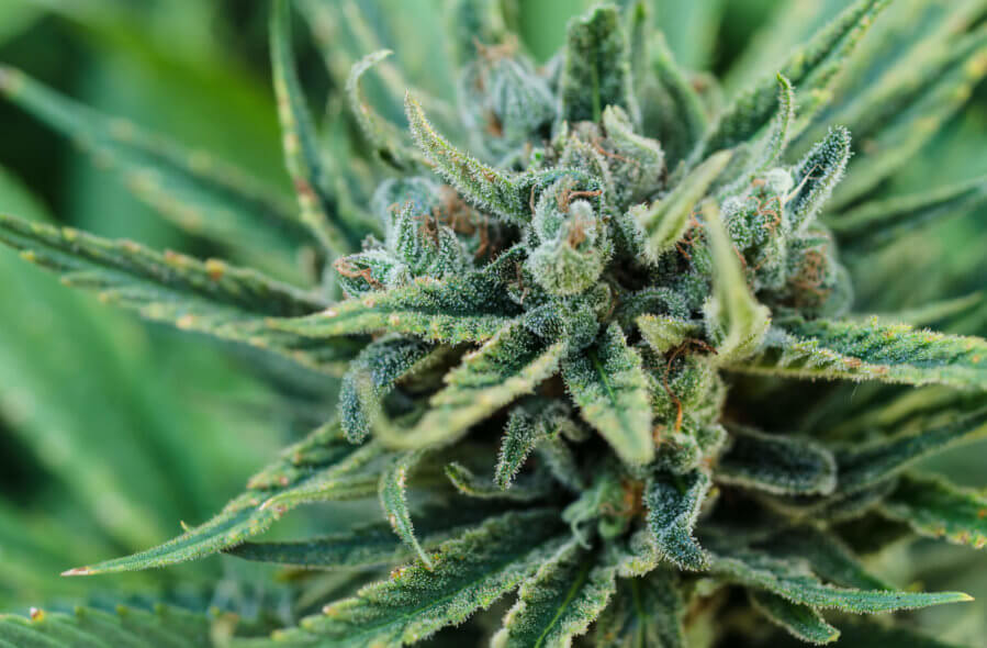 Dogwood Staff - Dogwood