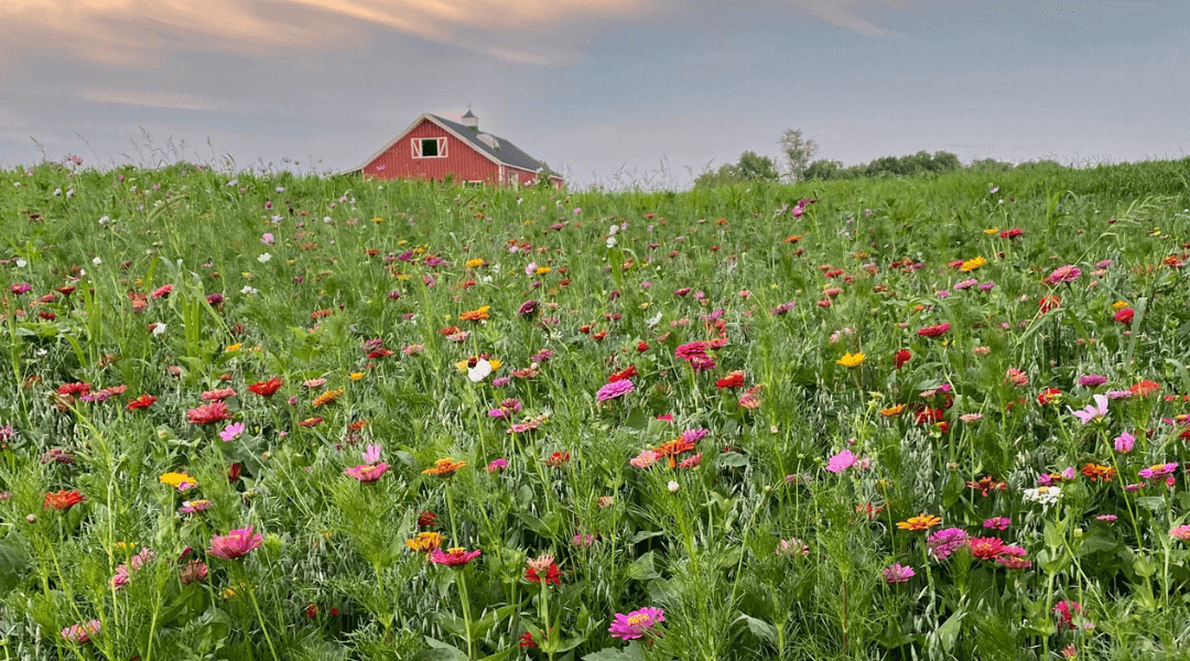 What’re U-Picking Right Now? Virginia’s Guide to What’s in Season and Where You Can Pick it Yourself