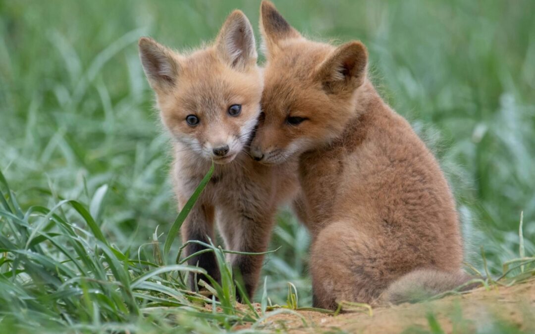 5 pets that are illegal in Virginia (and one that surprisingly isn’t)