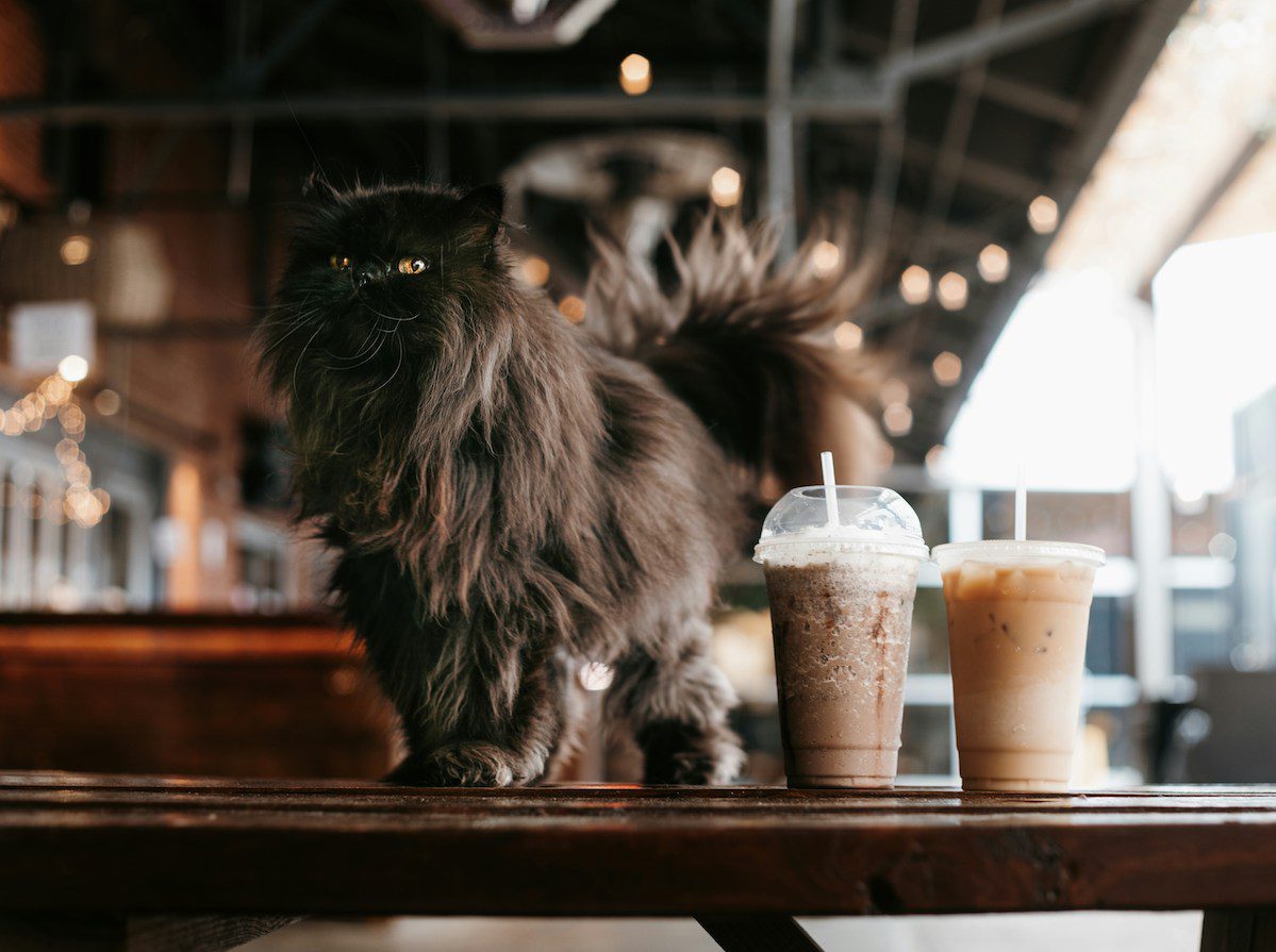 Wholesome News Hour: A new cat cafe, living the American Dream, and a marriage that made history Wholesome News Hour: A new cat cafe, living the American Dream, and a marriage that made history