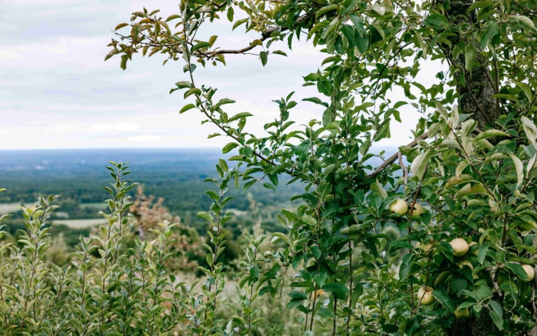 Your 2025 guide to apple picking in Virginia