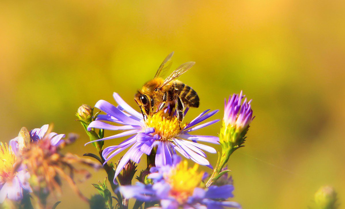 All the buzz: Danville becomes a Bee City USA community All the buzz: Danville becomes a Bee City USA community